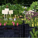 Pflanzen für Teiche und Garten